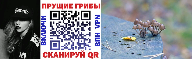 магазин продажи   Ершов  Галлюциногенные грибы Magic Shrooms 